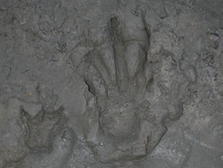 this is a foot print of a black bear
