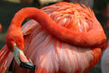 Caribeain Flamingo