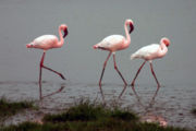 Wlaking flamingo