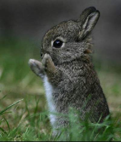 Cute Rabbit Caption