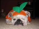 Pumpkin Dog