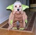 Yoda Dog image