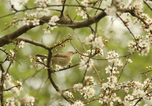 ChiffChaff Collecting Insects